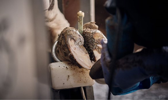 Close up of the underside of a cow's hoof